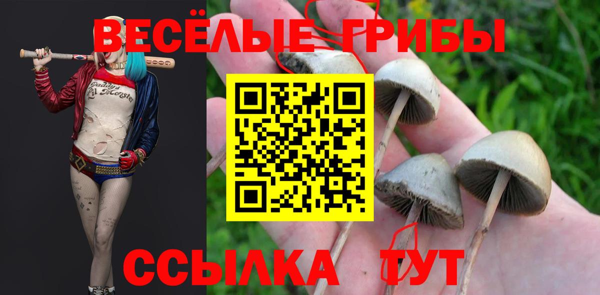 Псилоцибиновые грибы Cubensis  Вход с VPN  где купить наркоту  Гусев  Псилоцибиновые грибы мицелий 